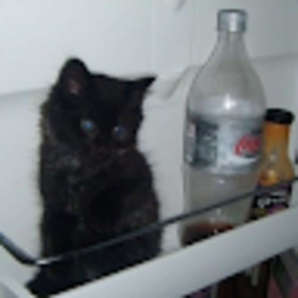 Meet your Posher, Wate